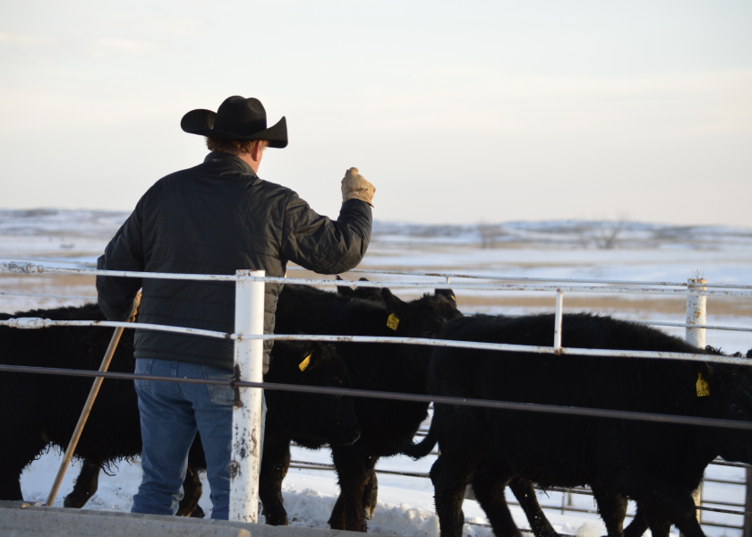 Winter Cattle Yard Preparation Checklist Drovers